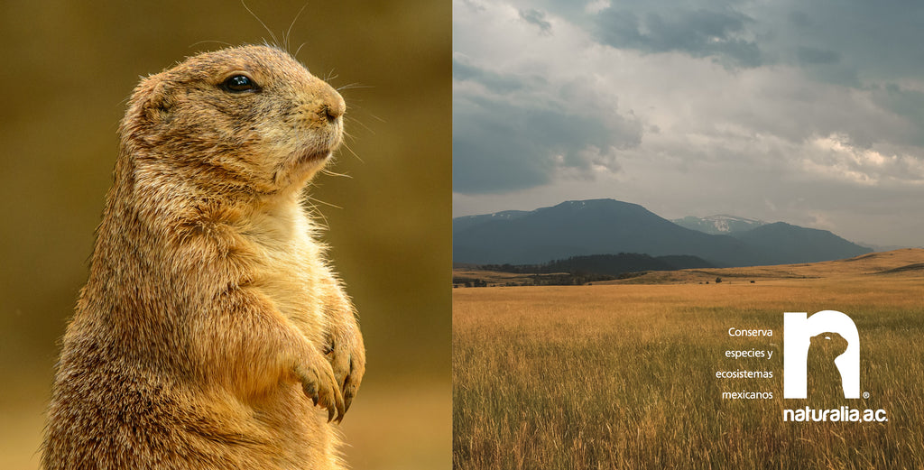 apoyando a los perritos de la pradera, especie en peligro de extinción