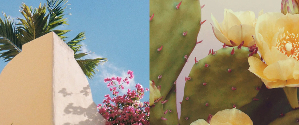 la riqueza de la herencia latina en la cosmética natural
