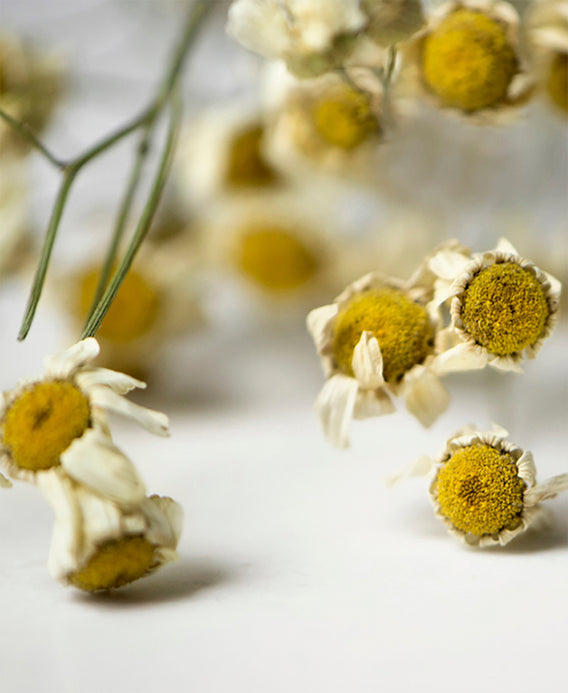 Ere Perez Sombras con Manzanilla Maquillaje Vegano